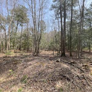 Photo #11 of SOLD property in Off Mini Road, Accomac, VA 15.0 acres