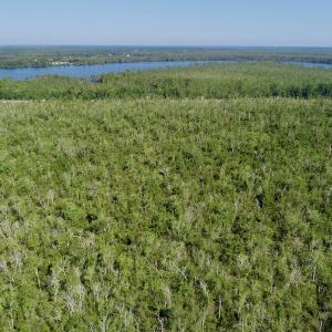 Photo #6 of SOLD property in Off Nc Hwy 158 Causeway, Camden, NC 160.0 acres