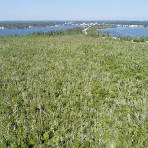 Photo #8 of SOLD property in Off Nc Hwy 158 Causeway, Camden, NC 160.0 acres
