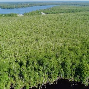 Photo #12 of SOLD property in Off Nc Hwy 158 Causeway, Camden, NC 160.0 acres