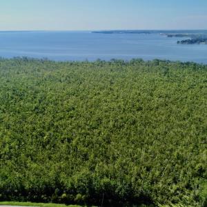 Photo #14 of SOLD property in Off Nc Hwy 158 Causeway, Camden, NC 160.0 acres