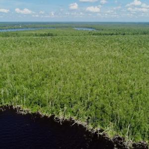 Photo #15 of SOLD property in Off Nc Hwy 158 Causeway, Camden, NC 160.0 acres