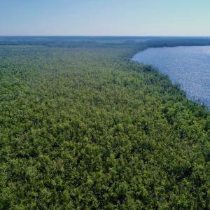 Photo #19 of SOLD property in Off Nc Hwy 158 Causeway, Camden, NC 160.0 acres