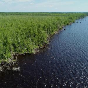 Photo #22 of SOLD property in Off Nc Hwy 158 Causeway, Camden, NC 160.0 acres