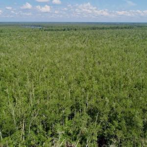 Photo #24 of SOLD property in Off Nc Hwy 158 Causeway, Camden, NC 160.0 acres