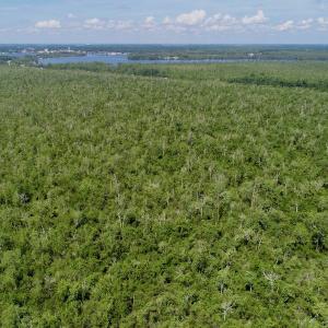 Photo #29 of SOLD property in Off Nc Hwy 158 Causeway, Camden, NC 160.0 acres