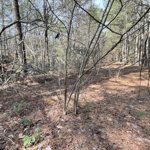 Photo #18 of Off Mini Road, Onley, VA 119.4 acres