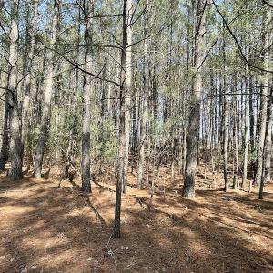 Photo #20 of Off Mini Road, Onley, VA 119.4 acres