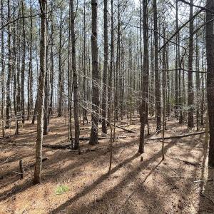 Photo #26 of Off Mini Road, Onley, VA 119.4 acres