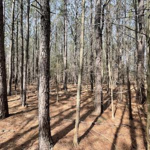 Photo #27 of Off Mini Road, Onley, VA 119.4 acres