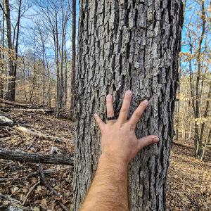 Photo #10 of Off Slow Water Court, Sandy Level, VA 10.6 acres