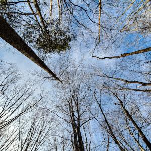 Photo #25 of Off Slow Water Court, Sandy Level, VA 10.6 acres