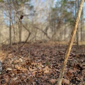 Photo #28 of Off Slow Water Court, Sandy Level, VA 10.6 acres