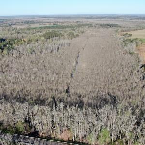 Photo #2 of SOLD property in 1312 Todd Road, Marion, SC 101.7 acres