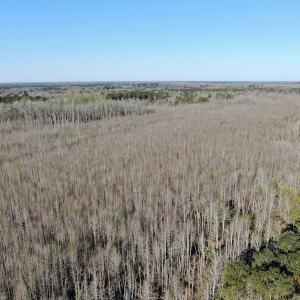 Photo #5 of SOLD property in 1312 Todd Road, Marion, SC 101.7 acres
