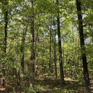 Photo #6 of SOLD property in 1312 Todd Road, Marion, SC 101.7 acres