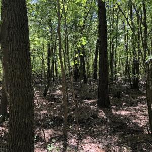 Photo #9 of SOLD property in 1312 Todd Road, Marion, SC 101.7 acres