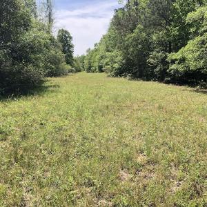 Photo #10 of SOLD property in 1312 Todd Road, Marion, SC 101.7 acres