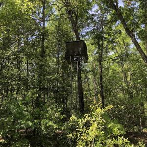 Photo #11 of SOLD property in 1312 Todd Road, Marion, SC 101.7 acres