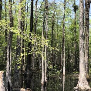 Photo #14 of SOLD property in 1312 Todd Road, Marion, SC 101.7 acres