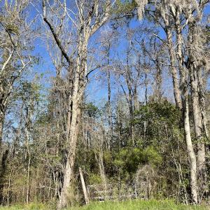 Photo #16 of SOLD property in 1312 Todd Road, Marion, SC 101.7 acres