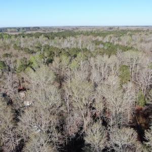 Photo #18 of SOLD property in 1312 Todd Road, Marion, SC 101.7 acres