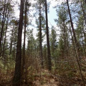 Photo #32 of SOLD property in Lot 20 Indian Caves Road East, Meadville, VA 20.0 acres