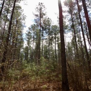Photo #33 of SOLD property in Lot 20 Indian Caves Road East, Meadville, VA 20.0 acres