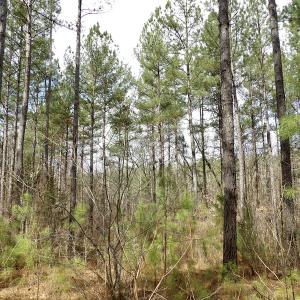 Photo #34 of SOLD property in Lot 20 Indian Caves Road East, Meadville, VA 20.0 acres