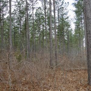 Photo #35 of SOLD property in Lot 20 Indian Caves Road East, Meadville, VA 20.0 acres