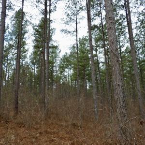 Photo #31 of SOLD property in Lot 21 Indian Caves Rd East, Meadville, VA 20.4 acres
