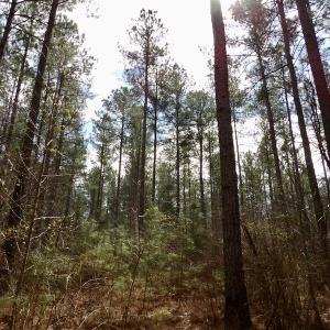 Photo #33 of SOLD property in Lot 21 Indian Caves Rd East, Meadville, VA 20.4 acres