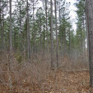 Photo #35 of SOLD property in Lot 21 Indian Caves Rd East, Meadville, VA 20.4 acres