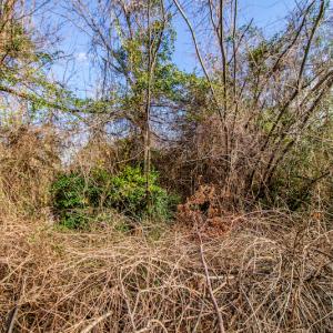 Photo #17 of SOLD property in 219 W. Dover Road, Dover, NC 2.7 acres