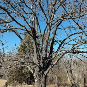 Photo #4 of SOLD property in 1539 Bruno Drive, Goodview, VA 2.0 acres