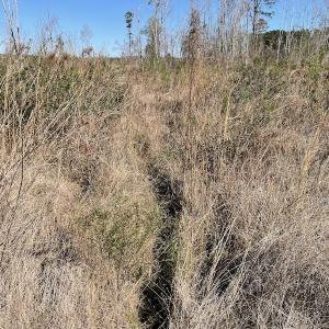 Photo #5 of Off Pee Dee Church Road, Dillon, SC 29.6 acres