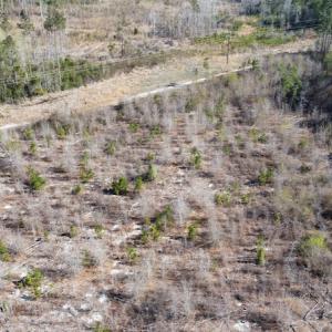 Photo #7 of Off Pee Dee Church Road, Dillon, SC 29.6 acres