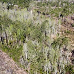 Photo #12 of Off Pee Dee Church Road, Dillon, SC 29.6 acres