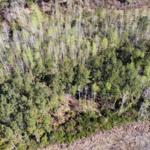 Photo #14 of Off Pee Dee Church Road, Dillon, SC 29.6 acres