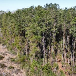 Photo #20 of Off Pee Dee Church Road, Dillon, SC 29.6 acres