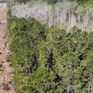 Photo #21 of Off Pee Dee Church Road, Dillon, SC 29.6 acres