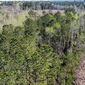 Photo #22 of Off Pee Dee Church Road, Dillon, SC 29.6 acres