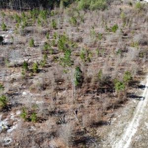 Photo #24 of Off Pee Dee Church Road, Dillon, SC 29.6 acres