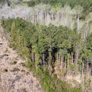 Photo #25 of Off Pee Dee Church Road, Dillon, SC 29.6 acres