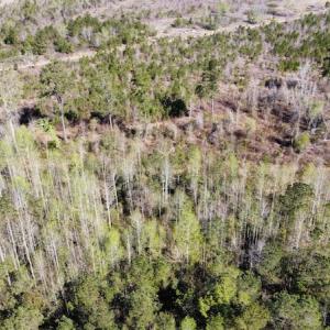 Photo #26 of Off Pee Dee Church Road, Dillon, SC 29.6 acres