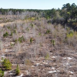 Photo #30 of Off Pee Dee Church Road, Dillon, SC 29.6 acres