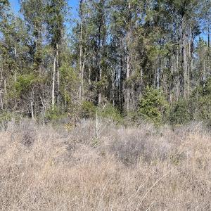 Photo #34 of Off Pee Dee Church Road, Dillon, SC 29.6 acres