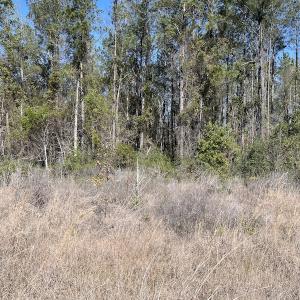 Photo #34 of Off Pee Dee Church Road, Dillon, SC 29.6 acres