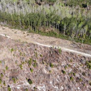 Photo #3 of Off Pee Dee Church Road, Dillon, SC 29.6 acres