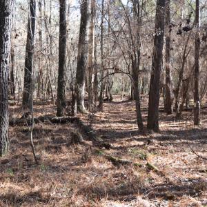 Photo #11 of SOLD property in Off Kansas Road, Dover, NC 4.0 acres
